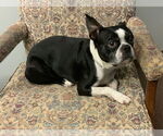 Small #2 Boston Terrier