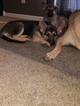 Small Photo #31 German Shepherd Dog Puppy For Sale in BARTLETTSVILLE, IN, USA