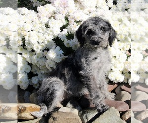 Labradoodle Puppy for sale in FREDERICKSBURG, OH, USA