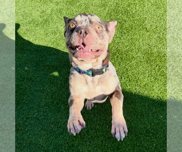 Medium Photo #1 French Bulldog Puppy For Sale in Las Vegas, NV, USA