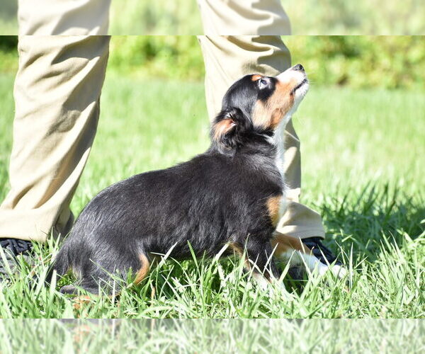Medium Photo #5 Miniature Australian Shepherd Puppy For Sale in PALM COAST, FL, USA