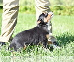 Small #4 Miniature Australian Shepherd