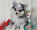 Small Photo #16 Pomsky Puppy For Sale in RAMONA, CA, USA