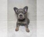 Puppy Sully French Bulldog