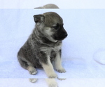 Small Photo #2 Norwegian Elkhound Puppy For Sale in SHILOH, OH, USA