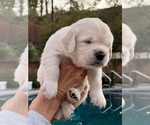 Small Photo #7 Golden Retriever Puppy For Sale in THOUSAND OAKS, CA, USA