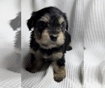 Small Photo #5 Poodle (Toy)-Yorkshire Terrier Mix Puppy For Sale in OWENSBORO, KY, USA