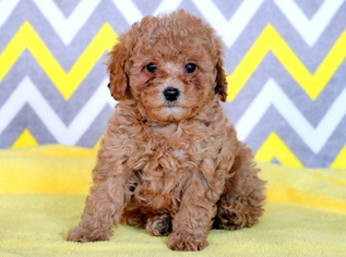 Poodle (Toy) Puppy for sale in MOUNT JOY, PA, USA