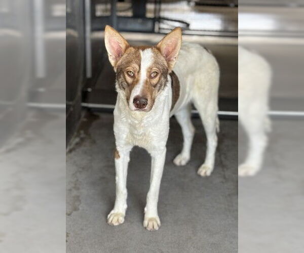 Medium Photo #2 German Shepherd Dog-Unknown Mix Puppy For Sale in San Bernardino, CA, USA