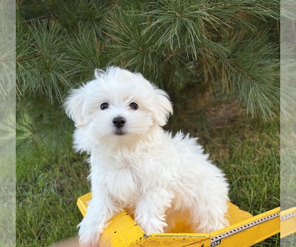 Medium Photo #2 Maltese Puppy For Sale in MIDDLEBURY, IN, USA