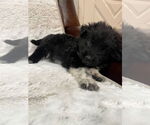 Small #1 Border-Aussie