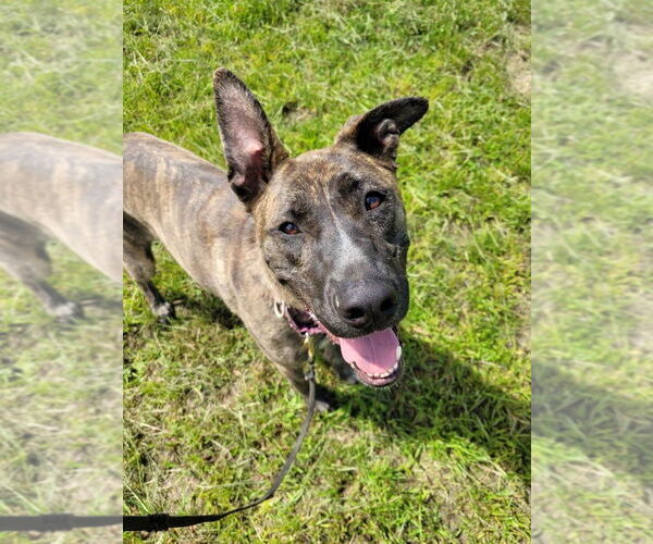 Medium Photo #5 American Pit Bull Terrier-German Shepherd Dog Mix Puppy For Sale in Utica, NY, USA