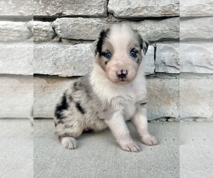 Australian Shepherd Puppy for sale in LODA, IL, USA