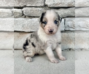 Australian Shepherd Puppy for sale in LODA, IL, USA