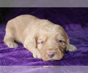 Goldendoodle (Miniature) Puppy for sale in BLOOMINGTON, IN, USA