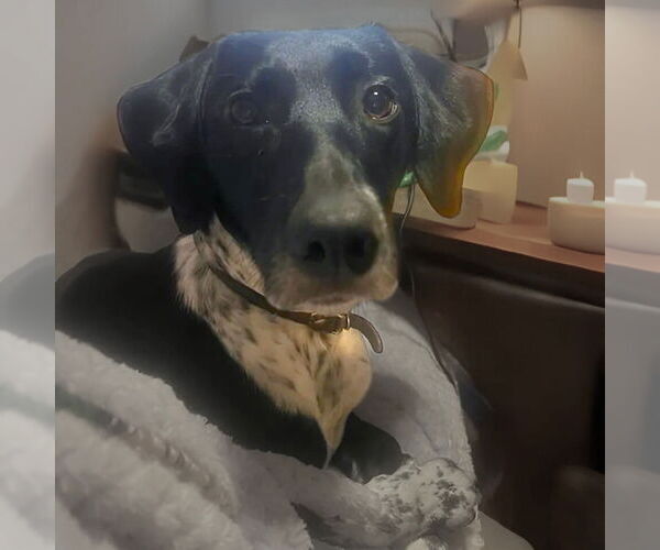 Medium Photo #15 Pointer-Unknown Mix Puppy For Sale in Germantown, OH, USA