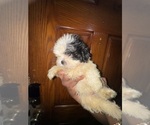 Small #3 Shih Tzu