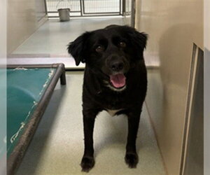 Border Collie Dogs for adoption in Placerville, CA, USA