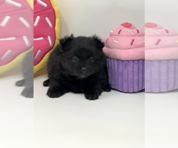 Medium Photo #1 Pomeranian Puppy For Sale in CRESTVIEW, FL, USA