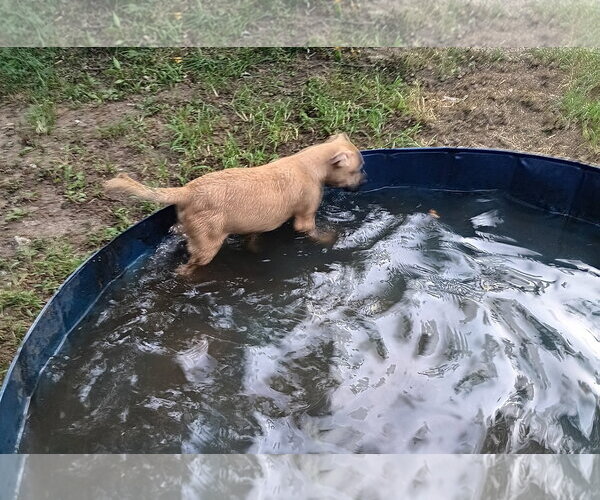 Medium Photo #3 Mutt Puppy For Sale in Poplar Bluff, MO, USA