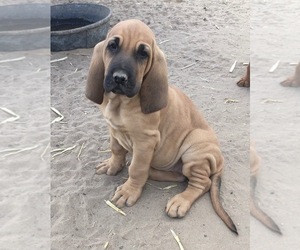 Bloodhound Puppy for sale in FORT MORGAN, CO, USA