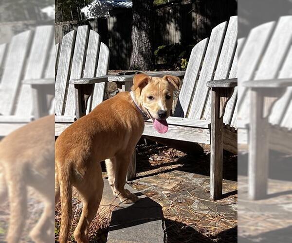 Medium Photo #1 Labrador Retriever-Unknown Mix Puppy For Sale in Raleigh, NC, USA