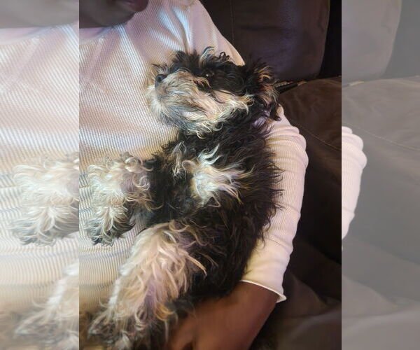 Medium Photo #2 Mutt Puppy For Sale in Wheaton, IL, USA