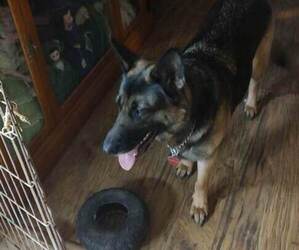 German Shepherd Dog Puppy for sale in CROSSINGVILLE, PA, USA