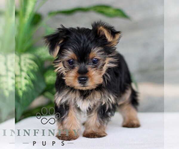 Medium Photo #5 Yorkshire Terrier Puppy For Sale in LITITZ, PA, USA