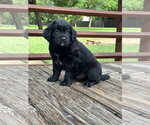 Small #6 Australian Shepherd Mix