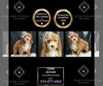 Puppy Capper AKC Poodle (Miniature)