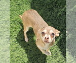 Small #3 Chihuahua Mix