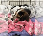 Small Photo #3 Beagle-Unknown Mix Puppy For Sale in Bridgewater, NJ, USA