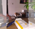 Small Photo #2 Beagle-Unknown Mix Puppy For Sale in Escondido, CA, USA