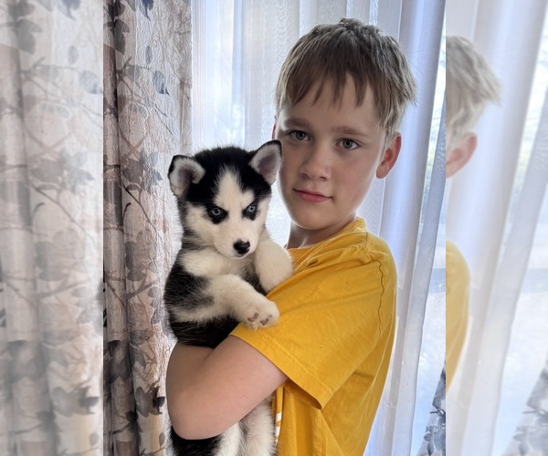 Medium Photo #8 Pomsky Puppy For Sale in VENUS, PA, USA
