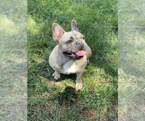 Medium Photo #1 French Bulldog Puppy For Sale in SACRAMENTO, CA, USA