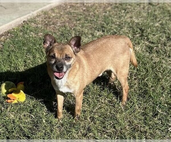 Medium Photo #1 Rat-Cha Puppy For Sale in Phoenix, AZ, USA