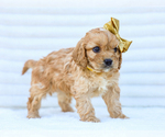 Small Photo #9 Cavapoo (Miniature) Puppy For Sale in LIBERTY, KY, USA