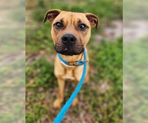 American Staffordshire Terrier-Unknown Mix Dogs for adoption in Fort Lauderdale, FL, USA