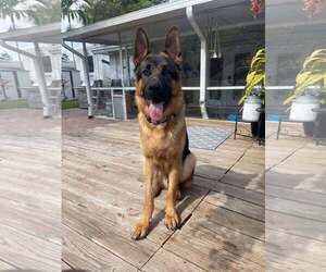 German Shepherd Dog Dogs for adoption in Fort Lauderdale, FL, USA