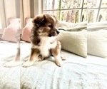 Small Photo #1 Pomsky Puppy For Sale in RALEIGH, NC, USA
