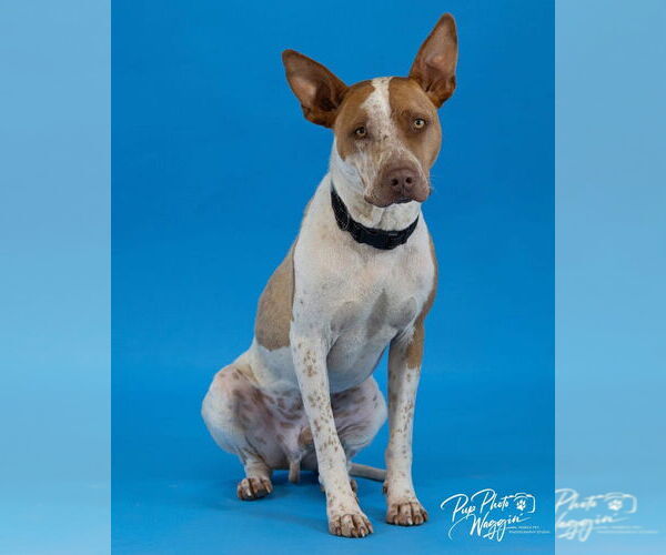 Medium Photo #4 American Pit Bull Terrier-Unknown Mix Puppy For Sale in Claremore, OK, USA