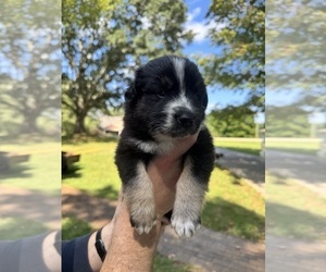 Medium Australian Shepherd