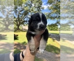 Puppy Bruce Australian Shepherd
