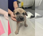 Small American Pit Bull Terrier Mix
