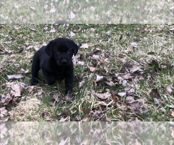 Medium Photo #1 Labrador Retriever Puppy For Sale in NORTON SHORES, MI, USA