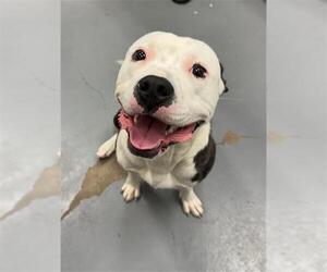 Mutt Dogs for adoption in Peoria, IL, USA