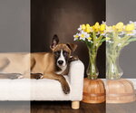 Small #2 American Staffordshire Terrier Mix