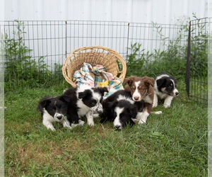 Border Collie Puppy for sale in LOCKE, NY, USA