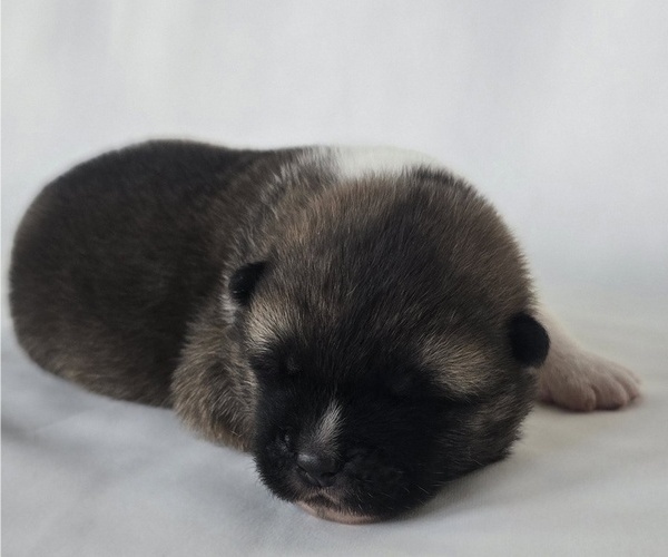 Medium Photo #1 Akita Puppy For Sale in STRAFFORD, MO, USA